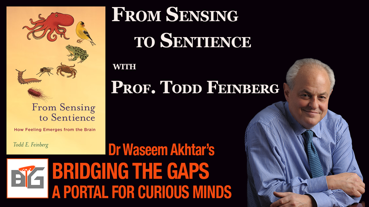 Todd Feinberg on Bridging the Gaps: A Portal for Curious Minds